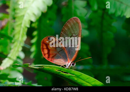 Une sésie rouillé papillon satyre, Cithaerias pireta, atterrissage sur une feuille. Banque D'Images