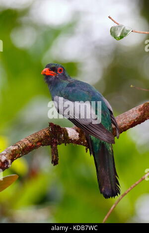 Un mâle trogon à queue vineuse, Trogon massena, perché sur une branche. Banque D'Images