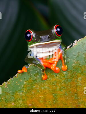Une grenouille arboricole aux yeux rouges, ces agalychnis callidryas. Banque D'Images