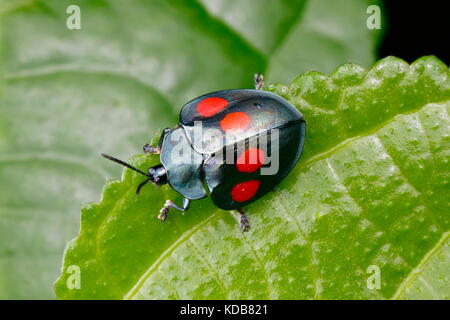 Une tortue tachetée quatre Beetle, lebasii Stolas, rampant sur une feuille. Banque D'Images