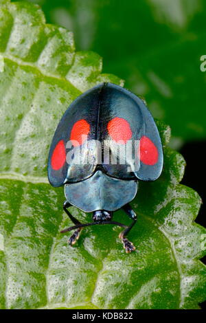 Une tortue tachetée quatre Beetle, lebasii Stolas, rampant sur une feuille. Banque D'Images