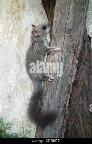 Le dorsouris comestible ou le dorsouris gras, Glis glis rodent sauvage Banque D'Images