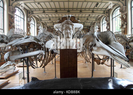 La Galerie de Paléontologie et d'Anatomie comparée, Paris. Banque D'Images