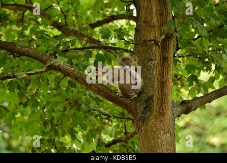 Un écureuil gris. assis sur une branche d'un arbre à Londres, tout en mangeant un écrou. L'écureuil grimpé l'arbre dans un petit parc à une zone urbaine. Banque D'Images