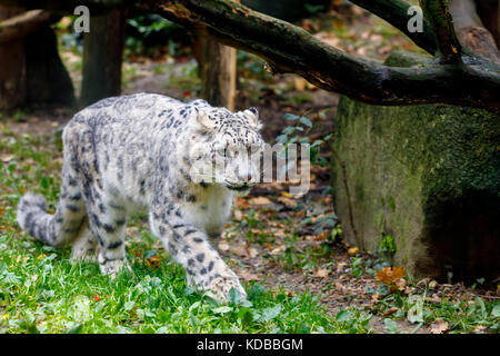 Très beau chat léopard des neiges (Uncia uncia), à pied Banque D'Images