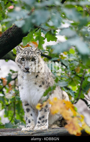 Très beau chat léopard des neiges (Uncia uncia), reposant sur l'arbre Banque D'Images