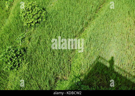 L'herbe ondulées vert vif Banque D'Images