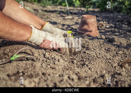 Des semis de fraises plantes jardinier amateur Banque D'Images