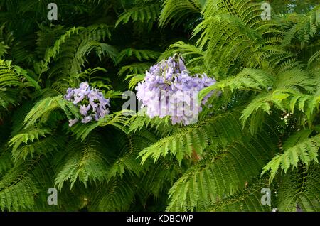 Jacaranda fleur avec des feuilles vertes mimosiflora Banque D'Images