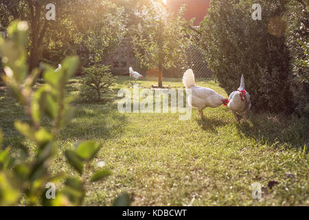 Fonctionnement libre de poulet dans un jardin Banque D'Images