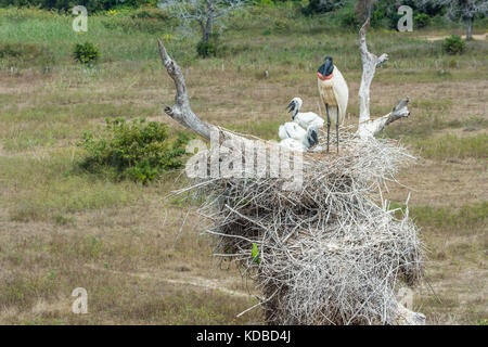 Jabiru mycteria Jabiru () dans le nid avec les poussins, Pantanal, Mato Grosso, Brésil Banque D'Images