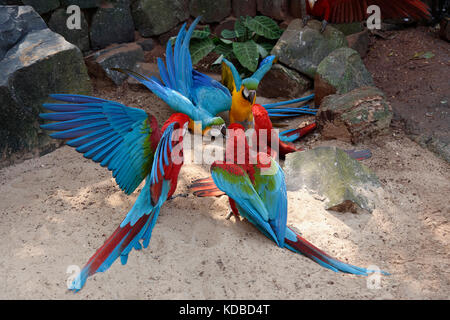 La lutte contre le rouge et vert Ara chloropterus (ARAS) et bleu-et-jaune Macaw (Ara ararauna), Parc National de l'Iguazu, l'Etat du Parana, Brésil Banque D'Images