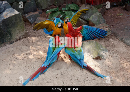 La lutte contre le rouge et vert Ara chloropterus (ARAS) et bleu-et-jaune Macaw (Ara ararauna), Parc National de l'Iguazu, l'Etat du Parana, Brésil Banque D'Images