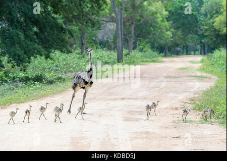 Nandou (Rhea americana) traverser un chemin avec des poussins, Pantanal, Mato Grosso, Brésil Banque D'Images