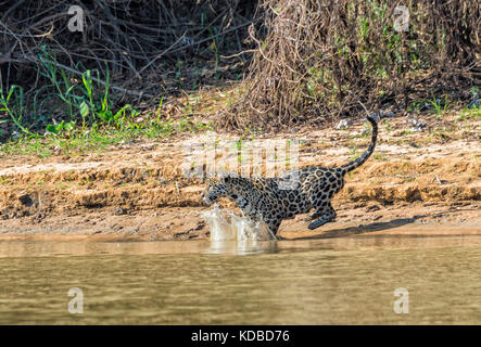 Jaguar (Panthera onca) tournant et pourchasser, Cuiaba river, Pantanal, Mato Grosso, Brésil Banque D'Images