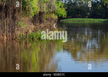 White-Necked Heron (Ardea cocoi) sur l'Onca, Pantanal, Mato Grosso, Brésil Banque D'Images