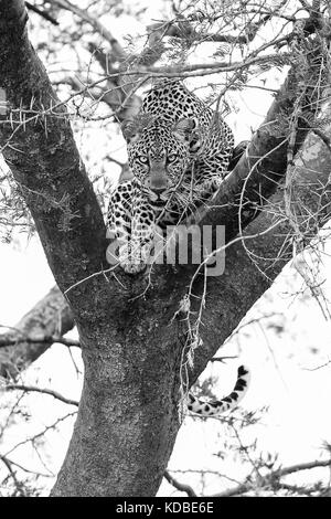 Hommes en colère leopard, Murchison Falls national park, l'Ouganda, 2017 Banque D'Images