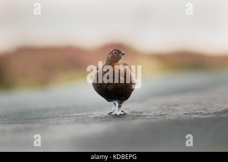 Grouse rouge ; Lagopus lagopus scotica mâle unique sur une route Yorkshire ; Royaume-Uni Banque D'Images