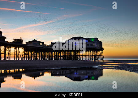 Starling; Sturnus vulgaris; Flock arrivant à Roost au Sunset North Pier; Blackpool; Royaume-Uni Banque D'Images