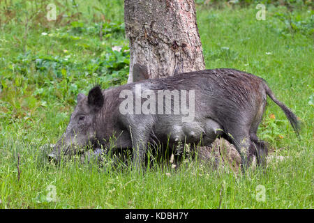 Le sanglier (Sus scrofa) sow arborescence frotter pour enlever la saleté et les parasites de la peau aussi bien que juste de gratter une démangeaison Banque D'Images