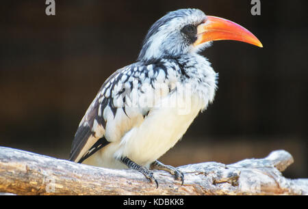 Portrait du charme du Nord à bec rouge. Tockus erythrorhynchus. Banque D'Images