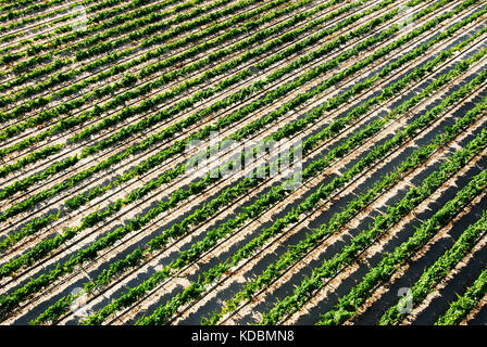 Vignobles dans les plaines viticoles de Comporta. Alentejo, Portugal Banque D'Images