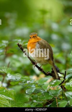 Belle petite robin assis sur une branche Banque D'Images