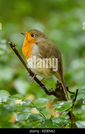Belle petite robin assis sur une branche Banque D'Images