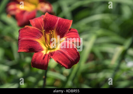 Shot de fleur rouge et jaune Banque D'Images