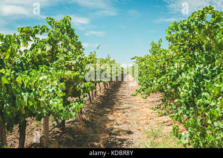 Dans les vignes du vignoble de la vallée de Barossa, Australie-Méridionale Banque D'Images