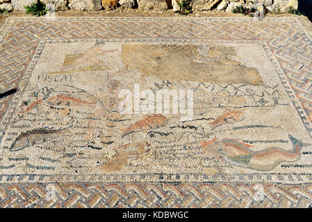 Mosaïque dans la maison en ruines, ancienne ville romaine de Volubilis. Le Maroc. L'Afrique du Nord Banque D'Images