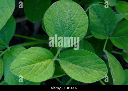 Vue rapprochée de feuilles du soja vert Banque D'Images