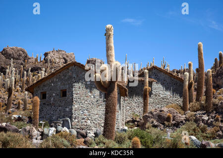 Grand cactus sur Isla Incahuasi, Inkawasi ou Inka Wasi, île dans le Salar de Uyuni, Bolivie, l'Altiplano bolivien, l'Amérique du Sud Banque D'Images