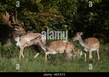 Fleche cerf pendant la saison de rutotage au parc Charlecote, Warwickshire. Banque D'Images