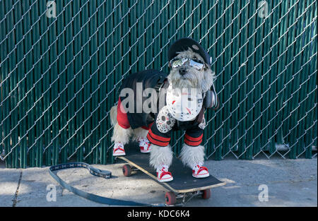 Un multipoo chien dans un costume à Coney Island à la récolte d'Halloween Dog Parade et concours de costume. Banque D'Images