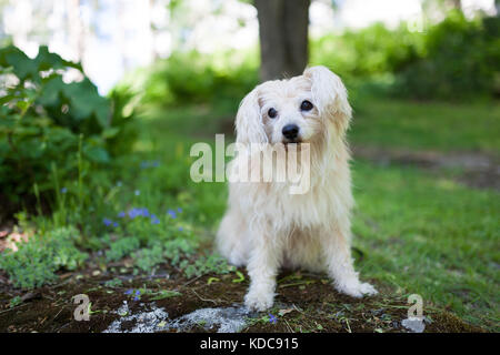 White mixed breed dog in park Banque D'Images