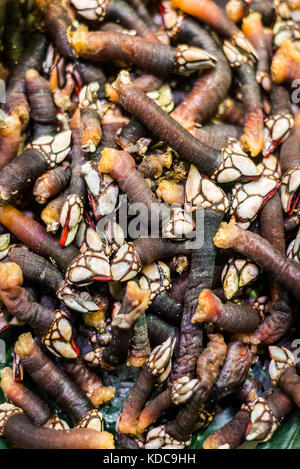 Fresh percebes goose barnacles rare rare sur l'affichage de fruits de mer au Portugal Banque D'Images