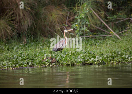 Héron pourpré Ardea purpurea en roselière Lake Naivasha au Kenya Banque D'Images