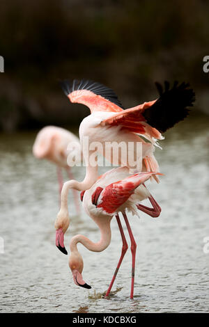 Beaux flamants roses (phoenicopterus roseus) l'accouplement en camargue Banque D'Images