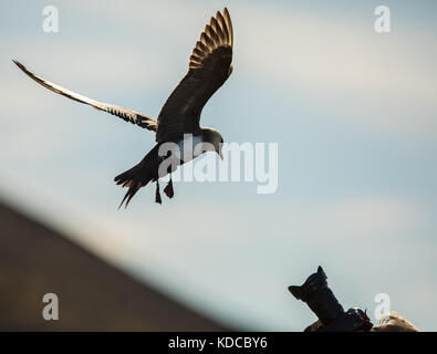 Attaque d'oiseaux photographe. labbe parasite se diriger vers l'objectif de l'appareil photo Banque D'Images