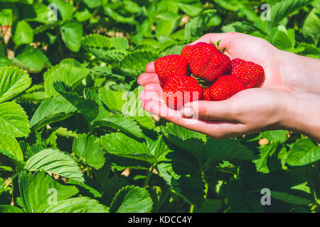 Fraises fraîches cueillies délicieuse tenue en mains sur les plants de fraisier Banque D'Images