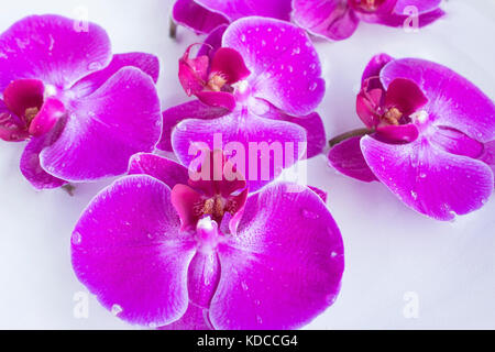 Le feng shui, les orchidées dans un bol avec de l'eau. Banque D'Images