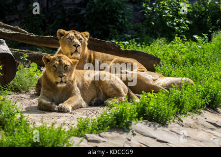 Lion fierté repose après la chasse, l'homme et la femme lion d'Asie Banque D'Images