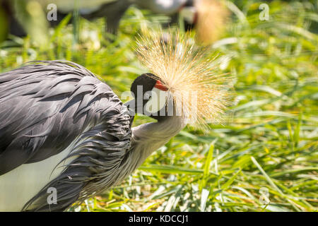 Grue couronnée grise dans le parc national du Serengeti, Tanzanie Banque D'Images