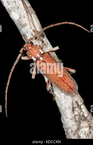 Un opsidota aestuosa longicorn beetle () on twig. hopkins creek. Nouvelle Galles du sud. L'Australie. Banque D'Images