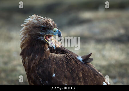 Les jeunes golden eagle dans la steppe de Mongolie. Banque D'Images