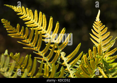 Face inférieure des feuilles matures du sud de la fougère polypode Polypodium cambricum, jaune, indiquant le sori et de spores Banque D'Images