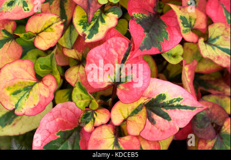 Houttuynia cordata 'Chameleon'. Banque D'Images