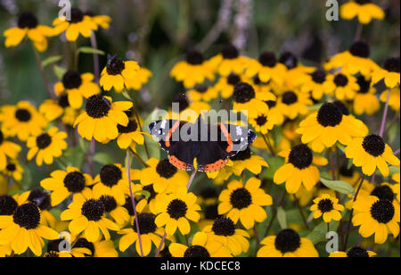 Vanessa atalanta. rouge l'amiral papillon sur rudbeckia triloba, Banque D'Images