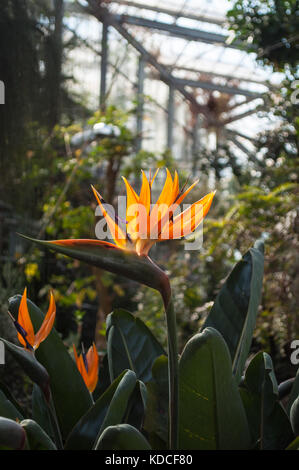 Strelitzia reginae, ou oiseau du paradis plante en fleur dans la plaque tournante de l'Hortus Botanicus à Amsterdam, aux Pays-Bas. Banque D'Images